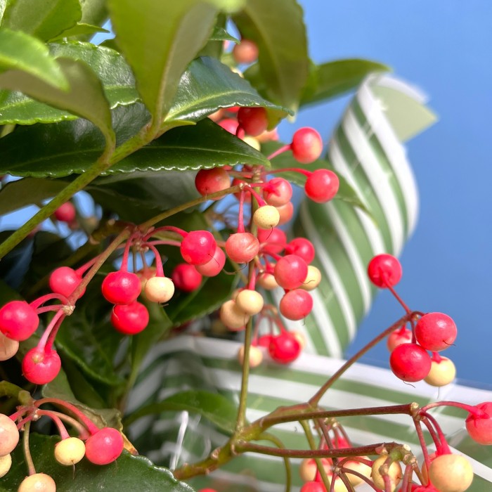 Ардизия в подарочной упаковке