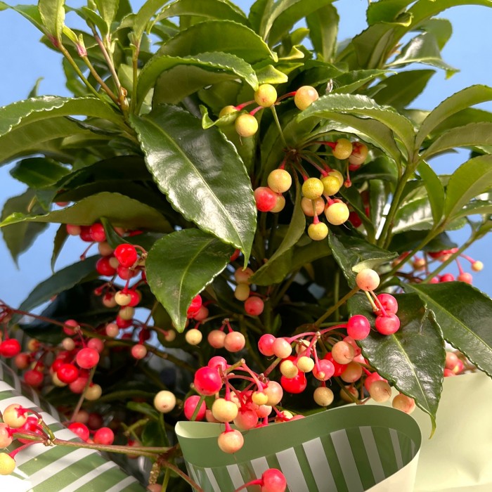 Ардизия в подарочной упаковке