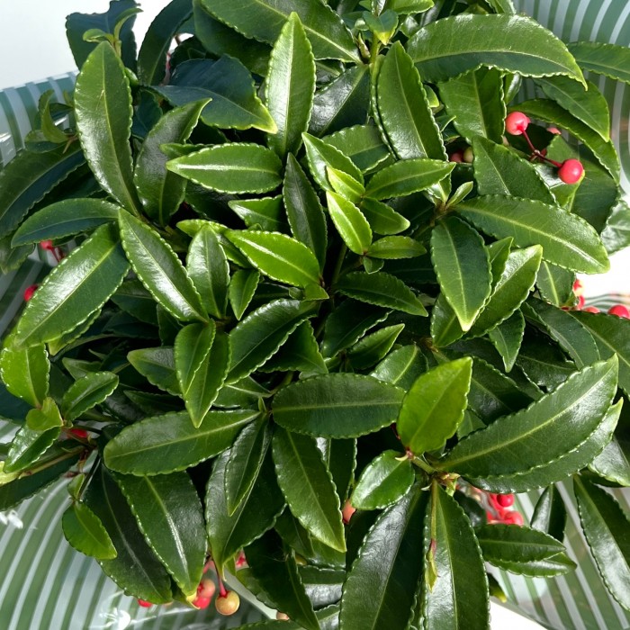 Ардизия в подарочной упаковке