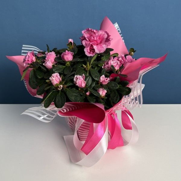 Азалия махровая розовая в подарочной упаковке