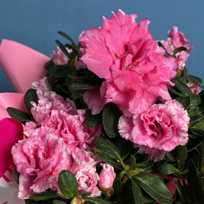 Азалия махровая розовая в подарочной упаковке