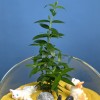 Флорариум  Релакс
