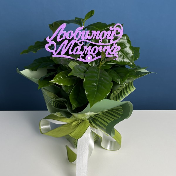 Кофе Арабика в подарочной упаковке