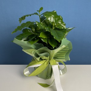 Кофе Арабика в подарочной упаковке