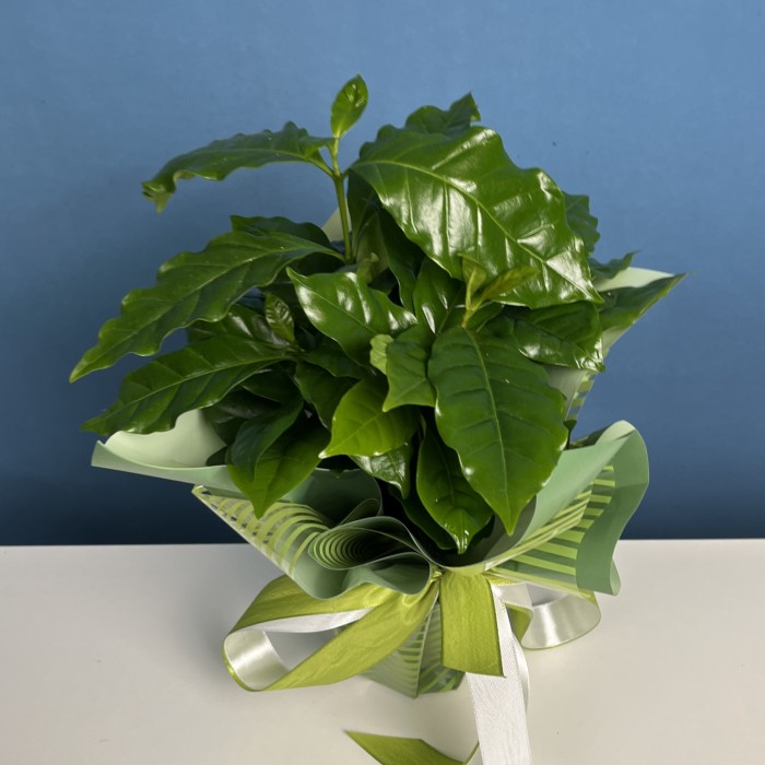 Кофе Арабика в подарочной упаковке