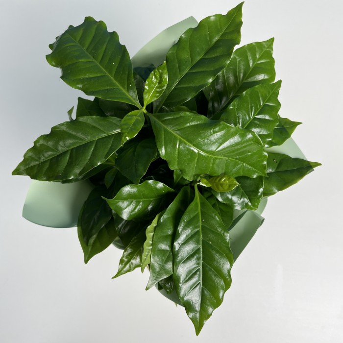 Кофе Арабика в подарочной упаковке