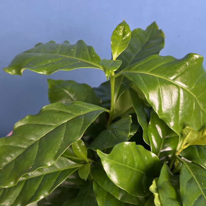 Кофе Арабика в подарочной упаковке