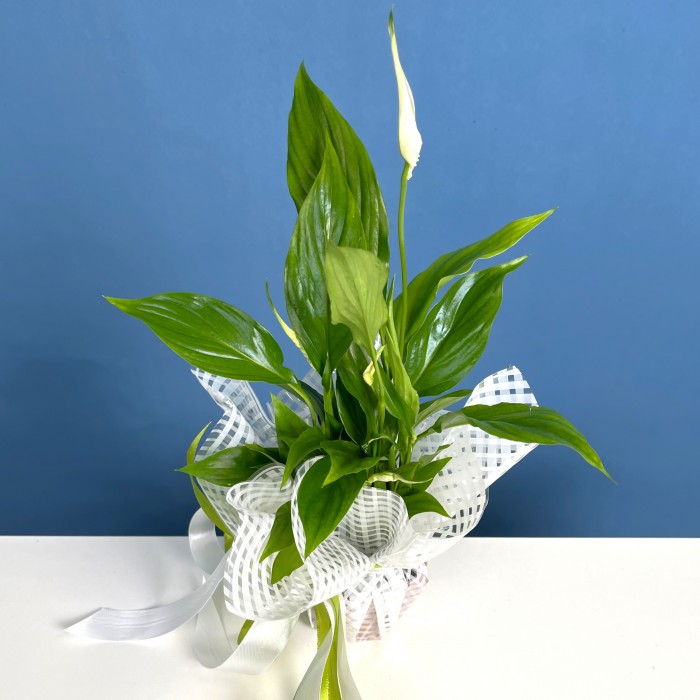 Спатифиллум мини  в подарочной упаковке