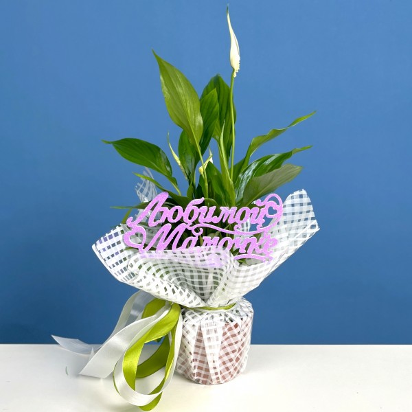Спатифиллум мини  в подарочной упаковке