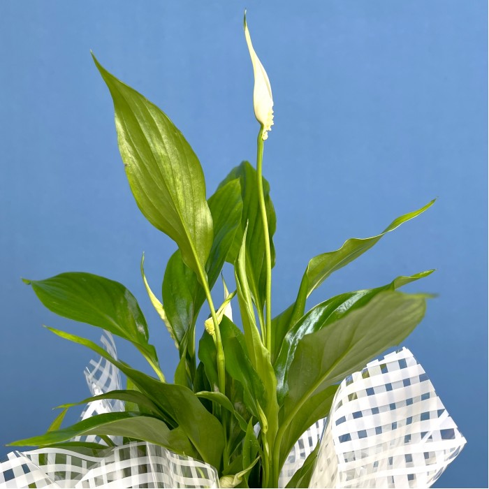 Спатифиллум мини  в подарочной упаковке