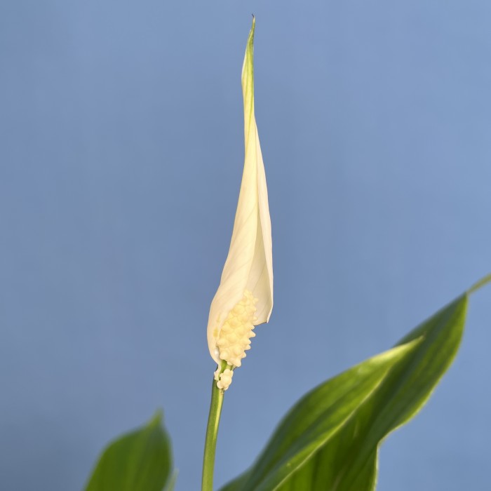 Спатифиллум мини  в подарочной упаковке