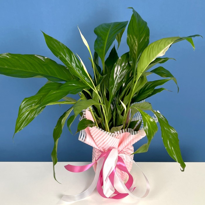 Спатифиллум в подарочной упаковке