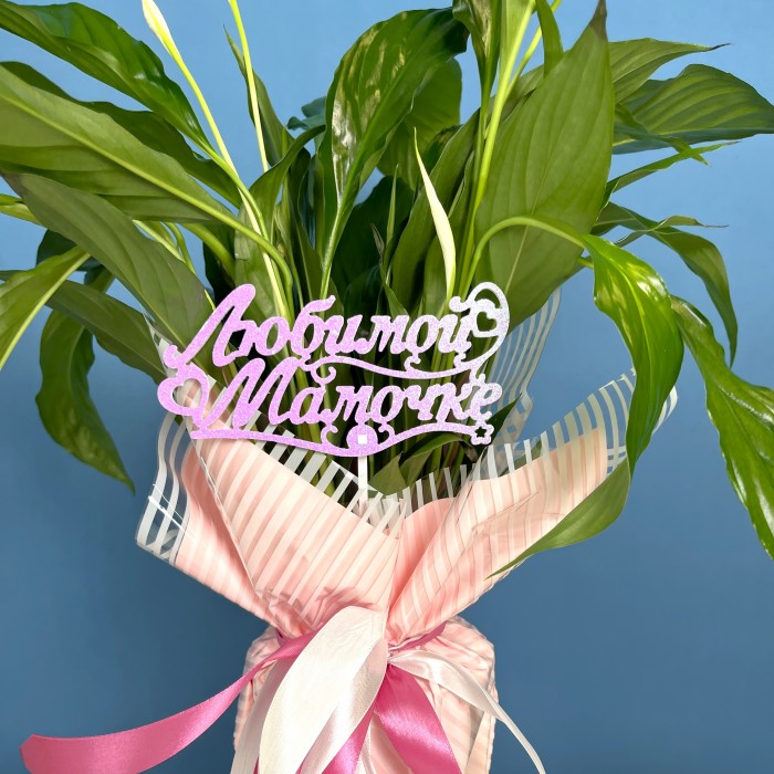 Спатифиллум в подарочной упаковке