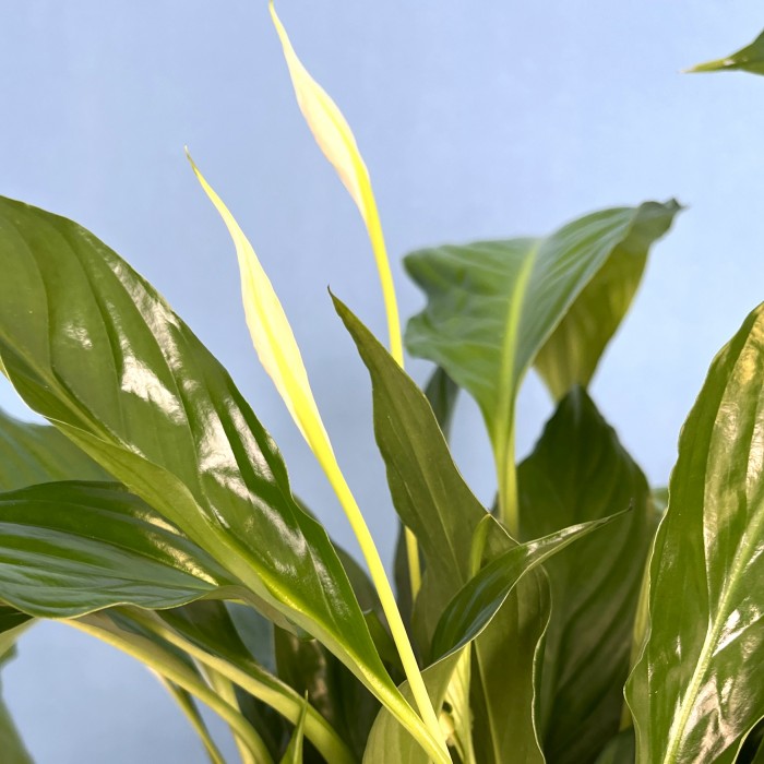 Спатифиллум в подарочной упаковке