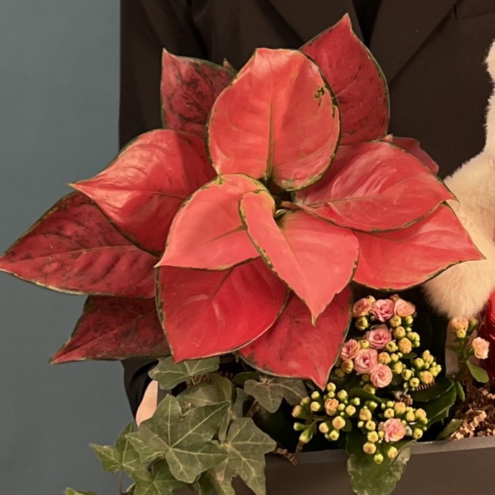 Композиция с каланхоэ и мишкой