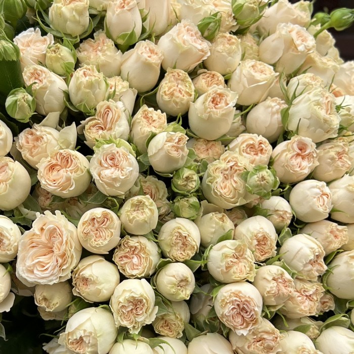 101 кустовая пионовидная роза Саммер-роз 50 см