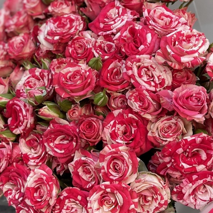 15 кустовых бело-малиновых роз Файрворкс 40 см