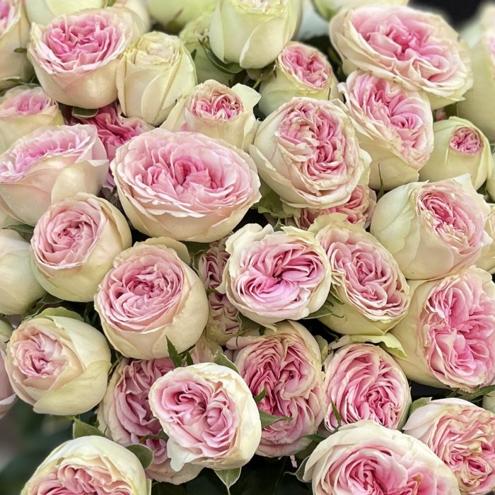 15 кустовых пионовидных роз Джелатто 50 см