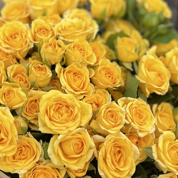 15 кустовых роз Еллоу бейби 40 см