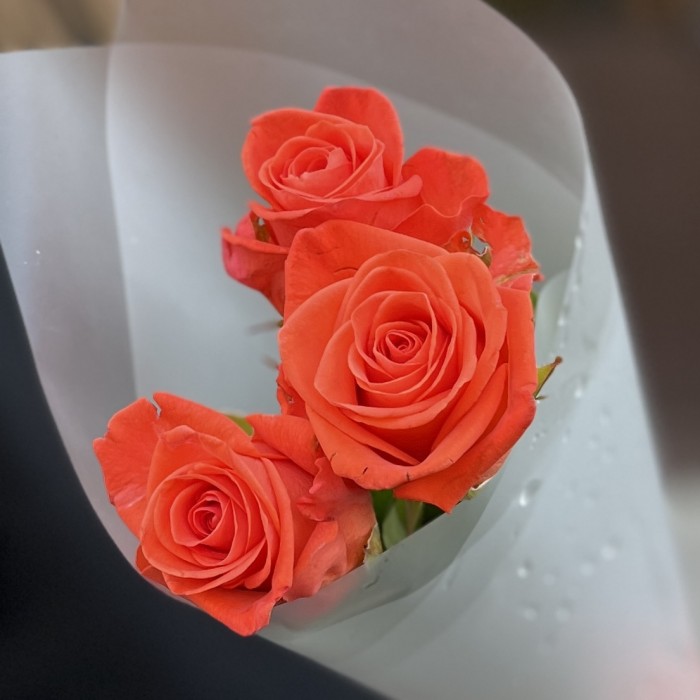 3 оранжевых розы Вау 50 см