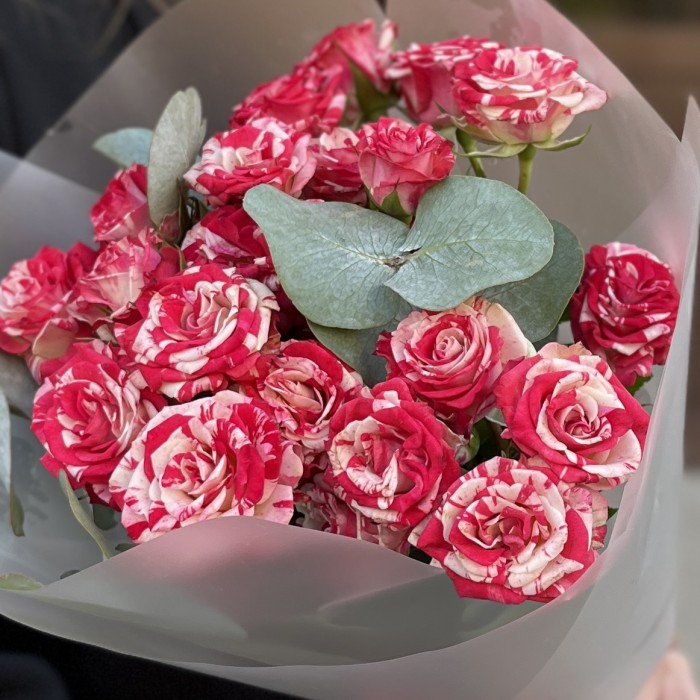 5 кустовых бело-малиновых роз Файрворкс 40 см