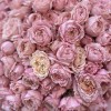 51 кустовая  розовя роза Джульетта 50 см