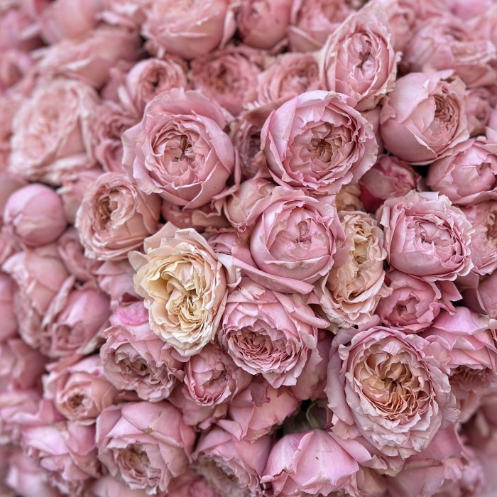 51 кустовая  розовя роза Джульетта 50 см