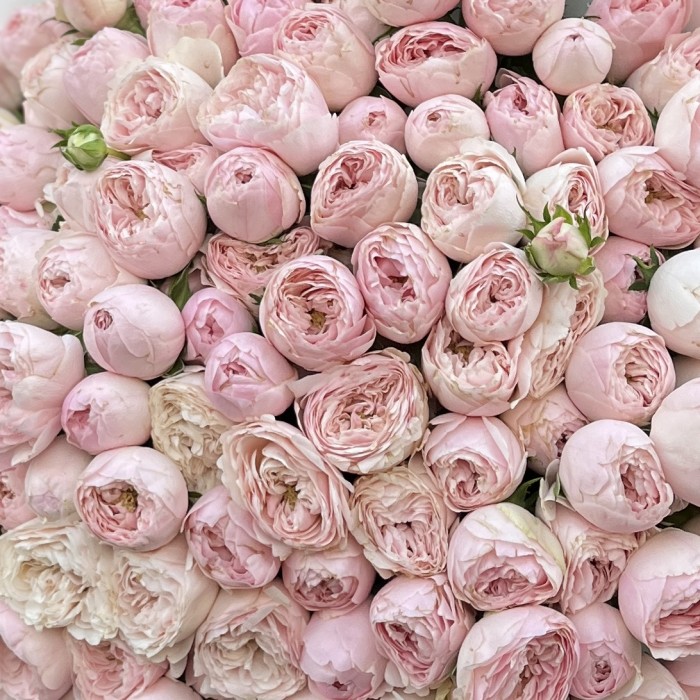 51 кустовая пионовидная Роза Мансфилд Пинк Парк 50 см