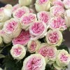 7 кустовых пионовидных роз Джелатто 50 см