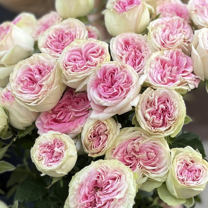 7 кустовых пионовидных роз Джелатто 50 см