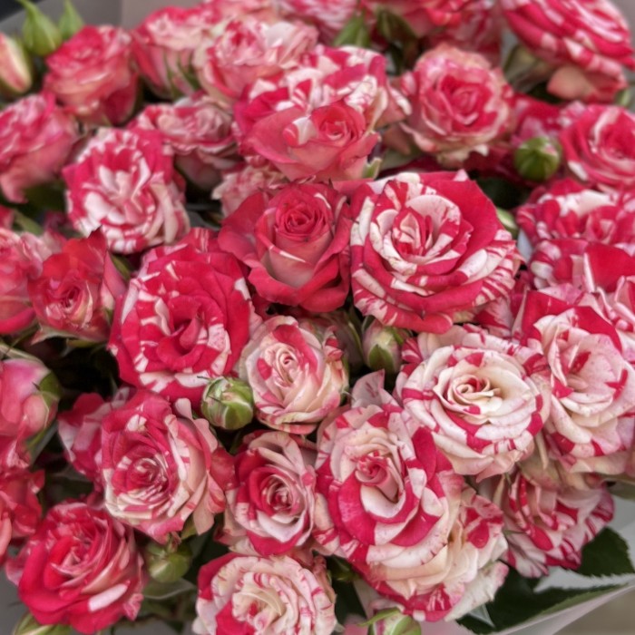 9 кустовых бело-малиновых роз Файрворкс 40 см