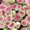 9 кустовых пионовидных роз Джелатто 50 см