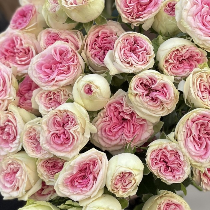 9 кустовых пионовидных роз Джелатто 50 см