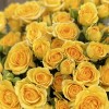 9 кустовых роз Еллоу бейби 40 см