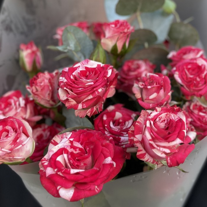 Комплимент бело-малиновых кустовых роз Файрворкс 40 см