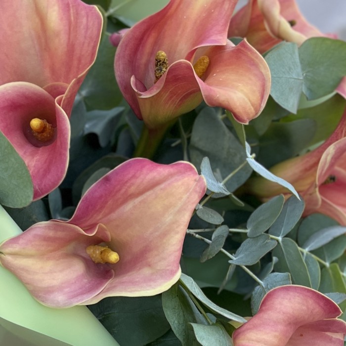 Букет из 7 оранжевых калл с эвкалиптом