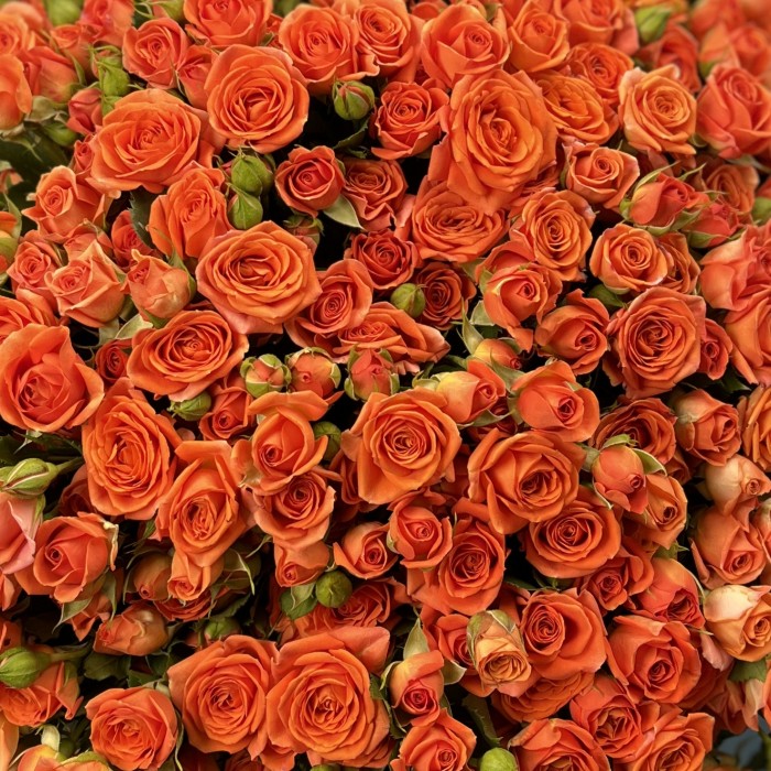 101 кустовая оранжевая роза Чарминг Бейб 50 см