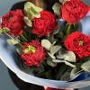 5 пионовидных роз Ред Монстер 50 см с эвкалиптом