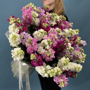 51 маттиола MIX