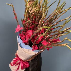 41 малиновый гладиолус