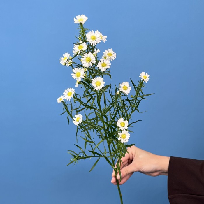 Астер белый