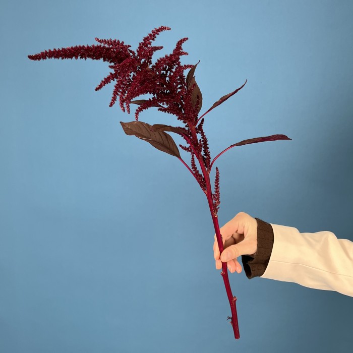 Амарант малиновый