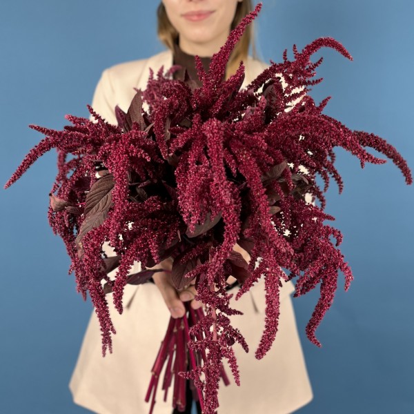 Амарант малиновый