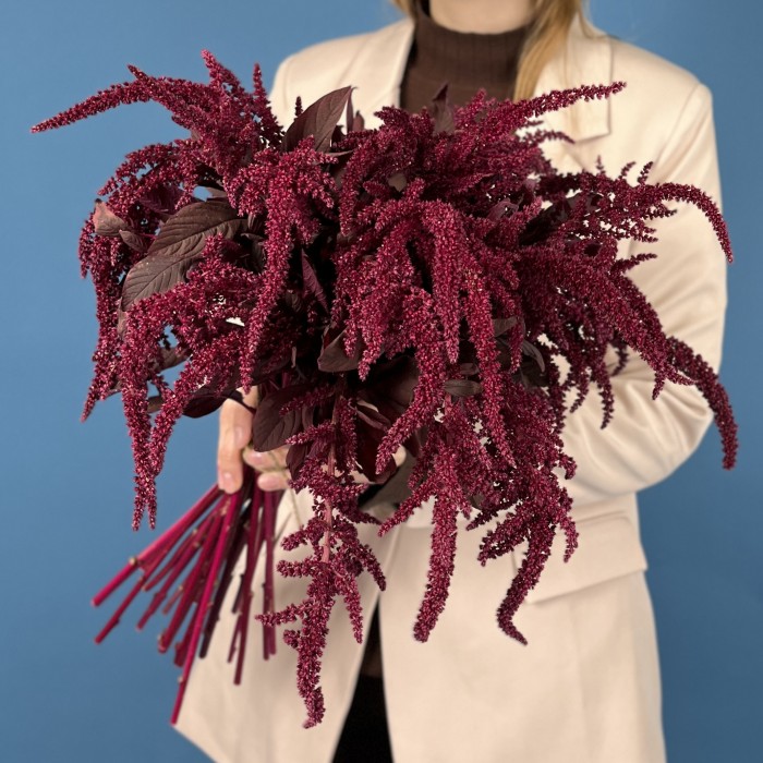 Амарант малиновый