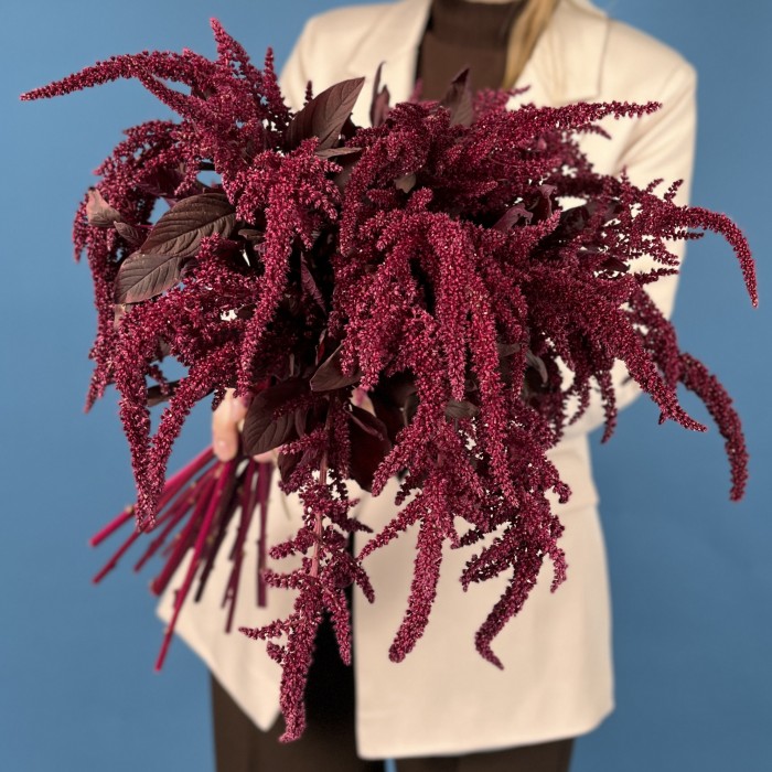 Амарант малиновый