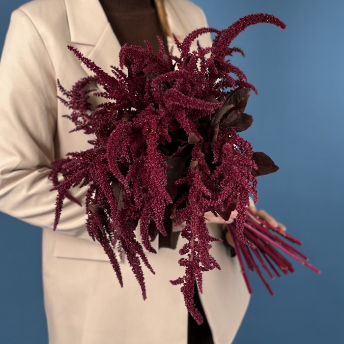 Амарант малиновый