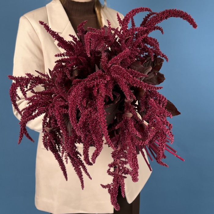 Амарант малиновый