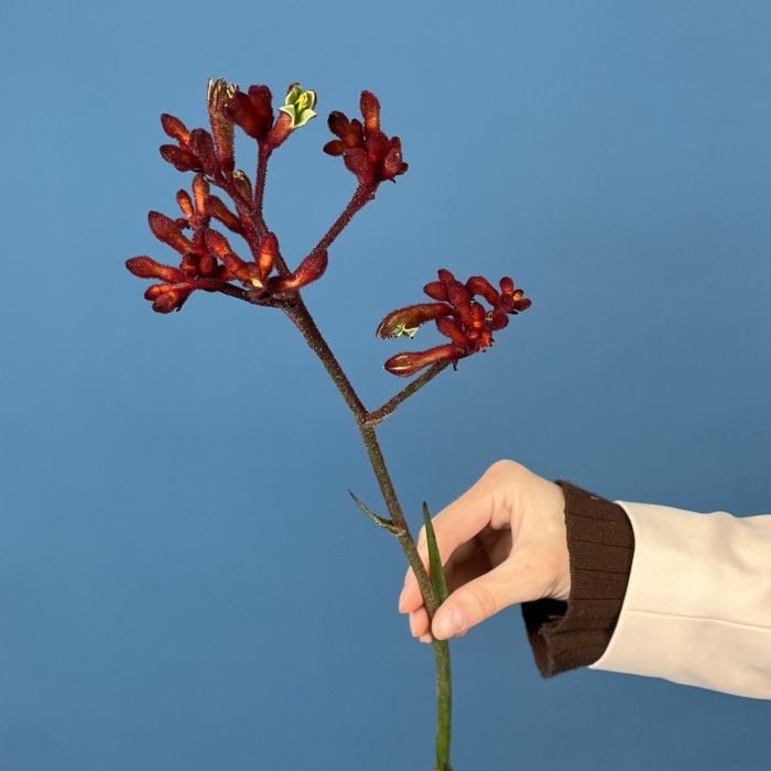 Анигозантус Красный