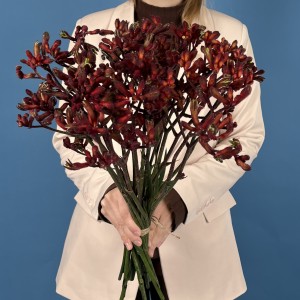 Анигозантус Красный