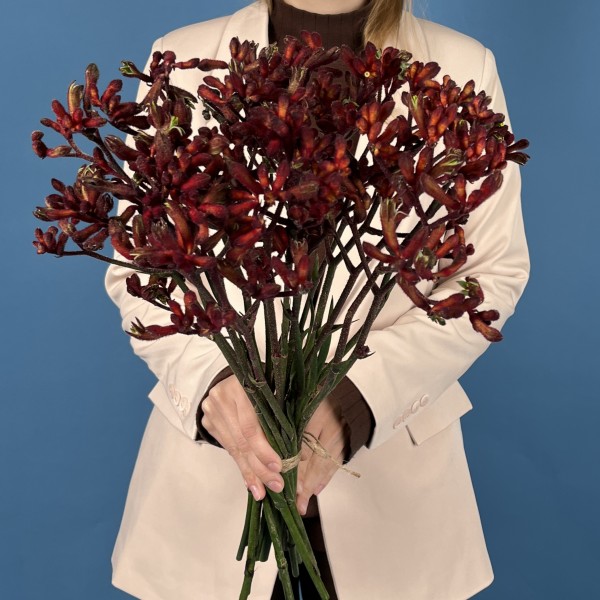 Анигозантус Красный